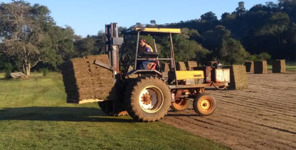 Grama esmeralda preço m2 sp