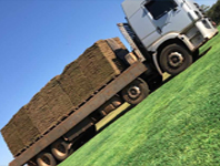 Grama esmeralda preço m2 goias go