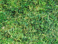 Grama esmeralda preço m2 Belo Horizonte BH