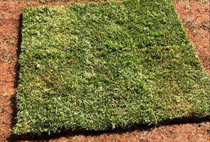 Grama Esmeralda preço, Império Grass