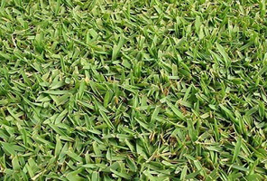 Grama Santo Agostinho preço, Império Grass