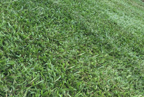 Grama São Carlos preço, Império Grass