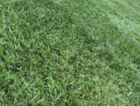 Grama esmeralda preço m2 rs