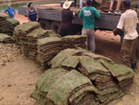 Plantar Grama esmeralda