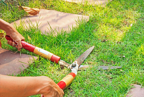 Dicas de como cuidar do seu jardim